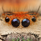 Illustration for article titled The Strange Cuteness of Insect Portraits